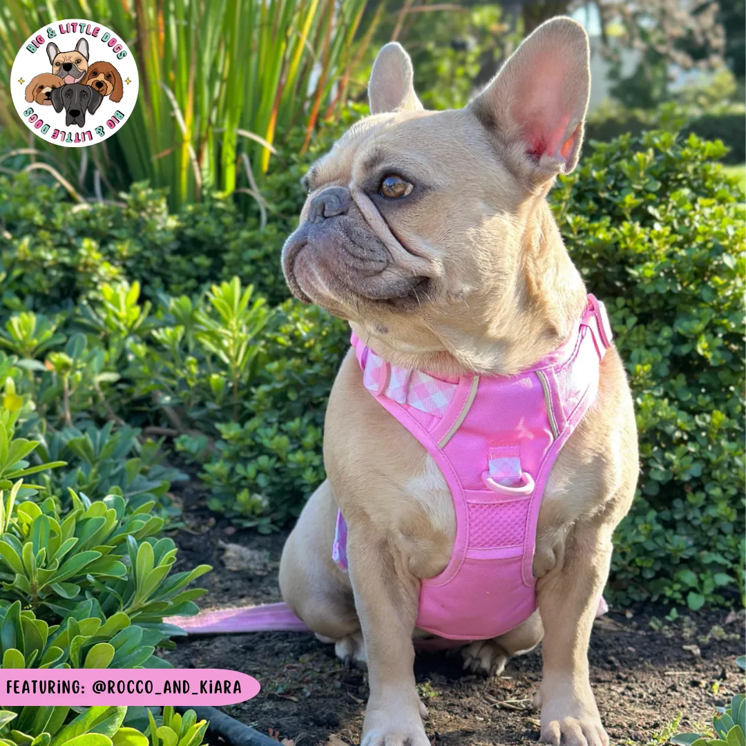 Big & Little Dogs All Rounder Harness - Pink